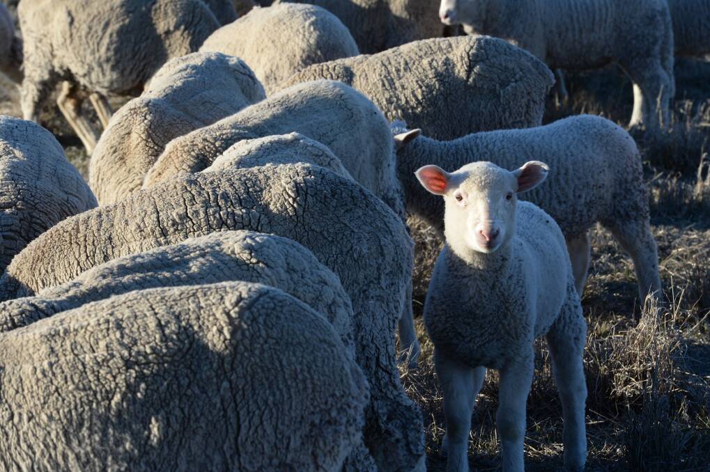 Questions over lamb definitions