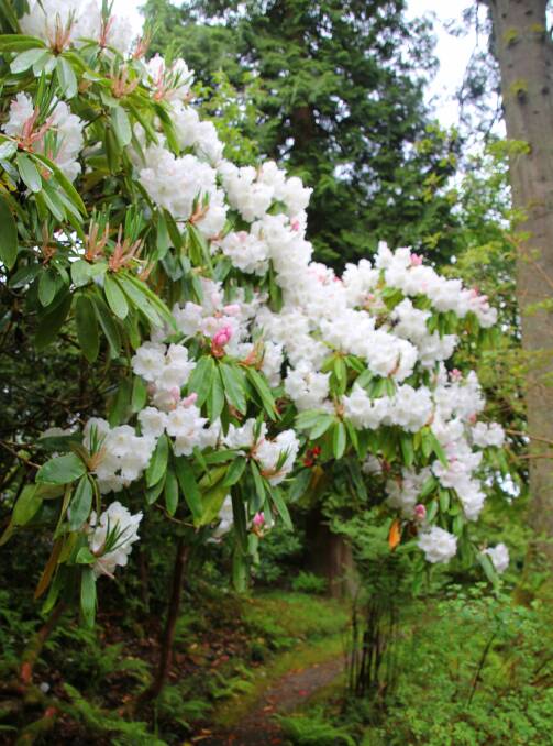 Pink buds of Rhododendron ‘White Cloud’ open to white in the garden planted alongside the Crarae Burn Crarae Gardens, Argyll (www.nts.org.uk/)
