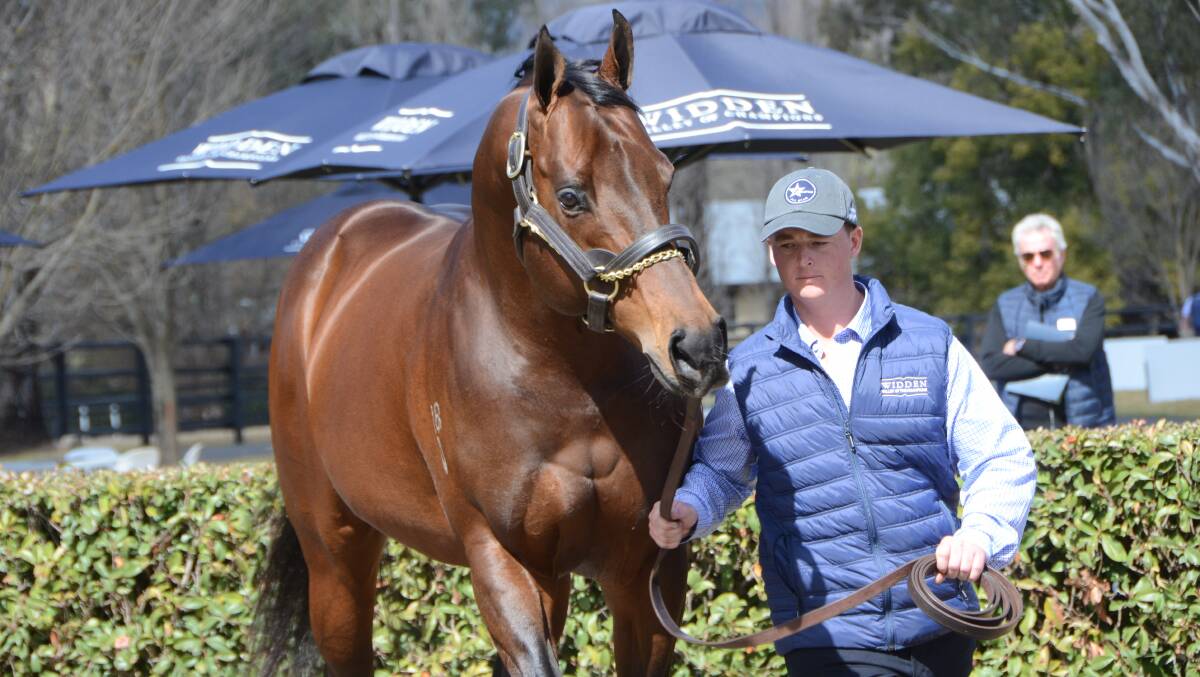 Stallion handler Nathan Curry with Zoustar – last season’s champion Australian first season two-year-old sire, on parade at Widden Stud, Widden Valley.