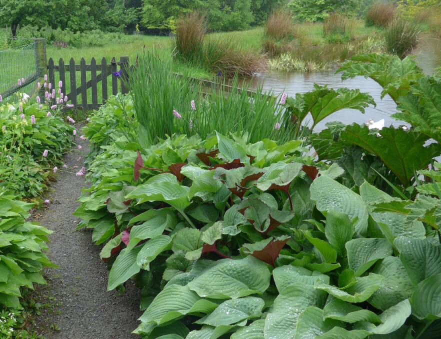Foliage of hostas, Ligularia dentata and gunnera enhance the foreground of this massed planting in Sara and Blair Gallagher’s garden at Rangiatea, Mt Somers, NZ (www.rangiatea.co.nz/)
