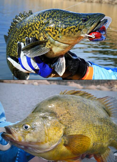 A healthy lure caught then released Murray Cod and Golden Perch from Pindari Dam. Photos by Josh Smith and Jamie Condon.
