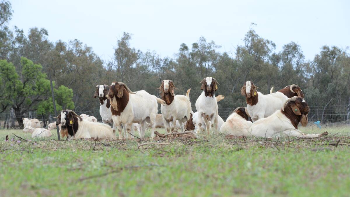 The Goat Industry Council of Australia will continue to fight for a realistic approach to tagging requirements for the goat industry. 