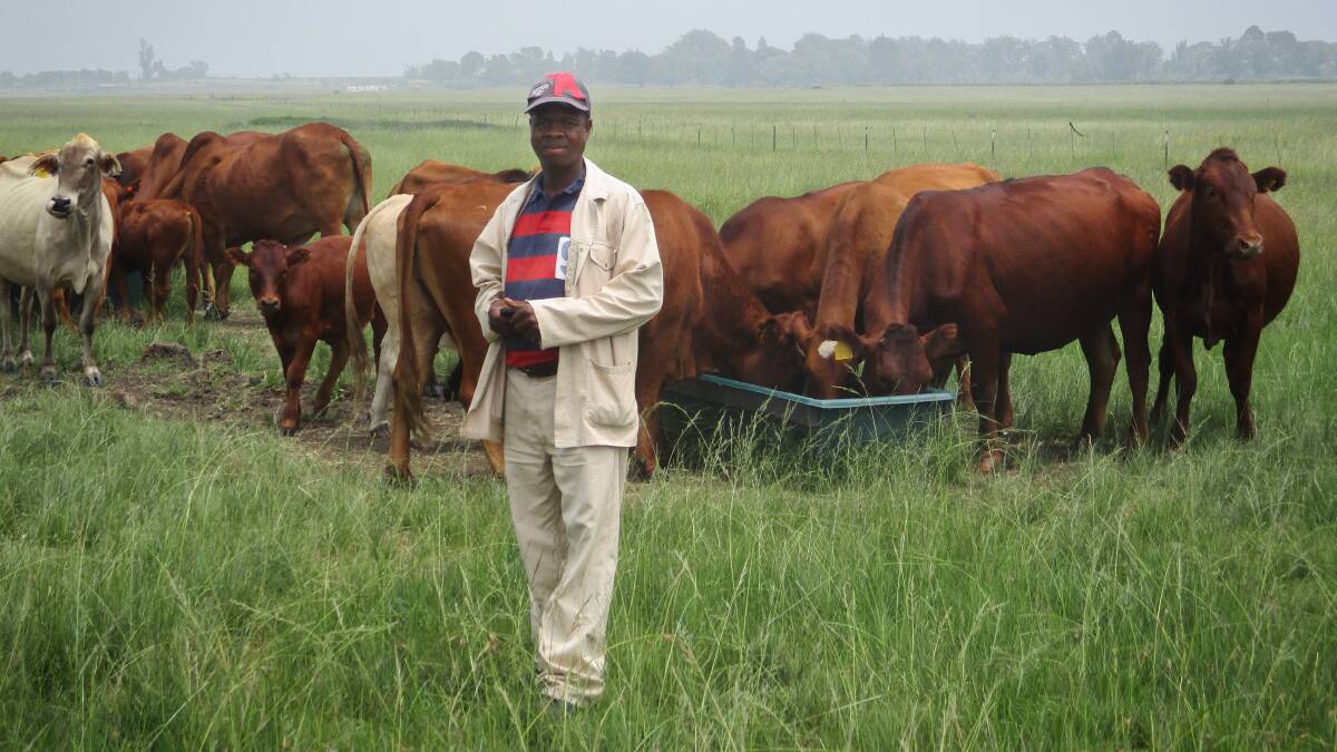 A Mpumalanga farmer with his herd in South Africa who is working with Australian researchers in the High Value Beef project.