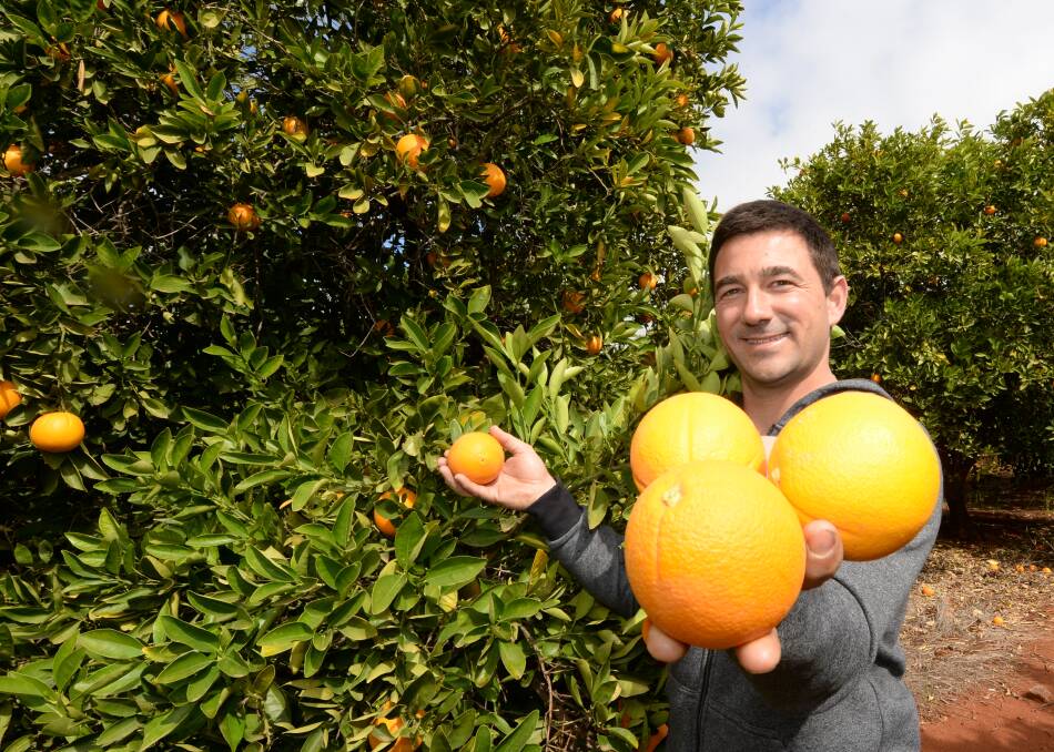 Griffith and District Growers' Association secretary Vito Mancini from Redbelly Citrus. Photo by Rachael Webb.