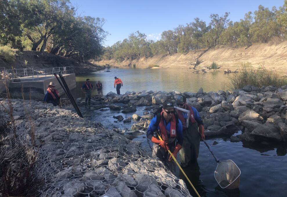 NSW fisheries officers rescuing fish including Murray Cod near Menindee. Photos by NSW Department of Primary Industries.