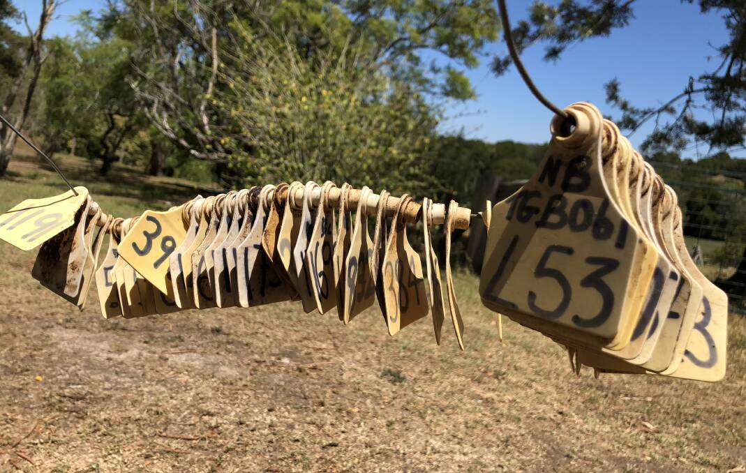 A line of wire holding cattle eartags that were cut off Bill Cumberland's cattle who died from tick fever. Photos by Samantha Townsend.