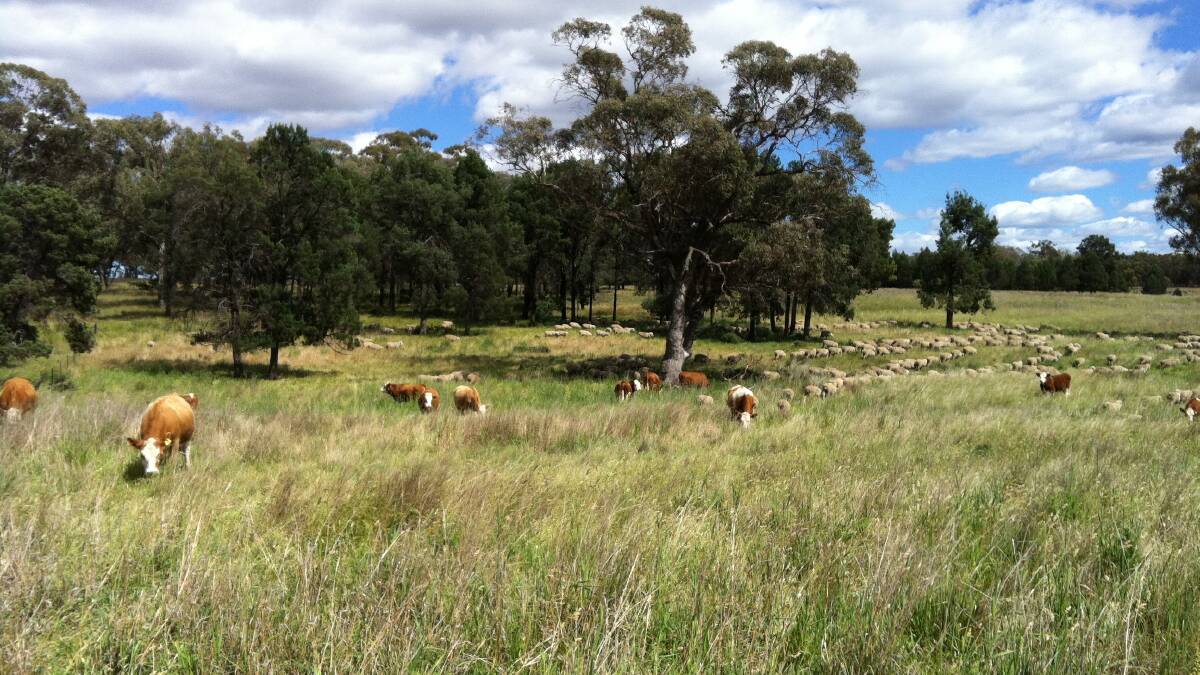 Tidy grazing aggregation close to Dubbo