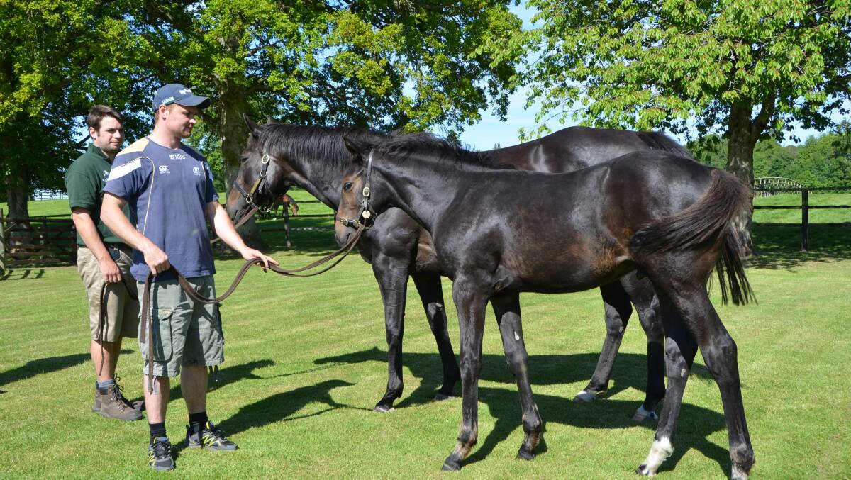 Champion mare Attraction with her colt foal by the mighty Frankel, named 'Elarqam' and now a two-year-old Group winner. Photo by Virginia Harvey
