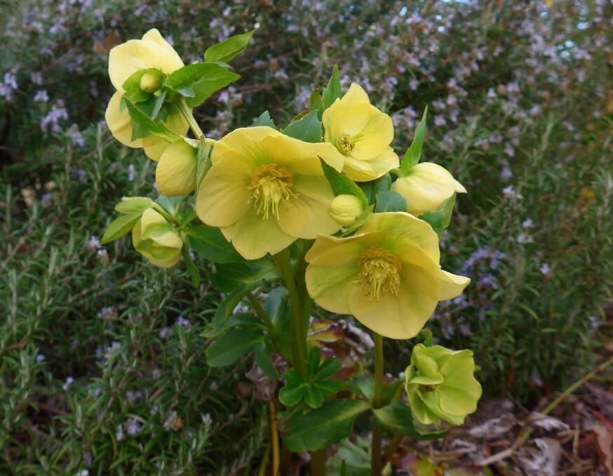 Many winter flowers are late this year. Hellebore ‘Primrose Yellow’ has pale yellow flowers that normally appear in July.
