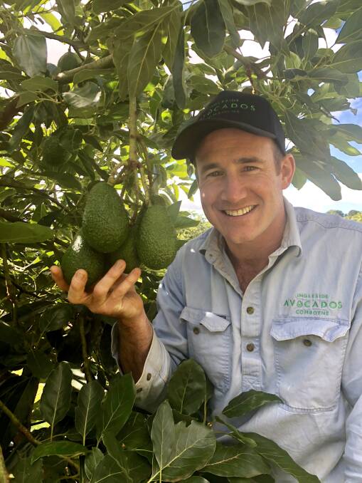 Nathan Bell from Ingleside Avocados inspecting avocados that are just about to be harvested at Comboyne. Photo: Samantha Townsend
