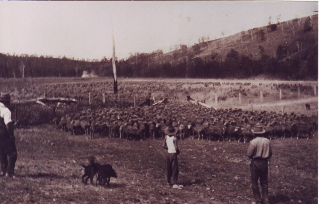 Station workers move a mob of sheep back to the paddock on "Jooriland" probably during the 1930s. Photos courtesy of Wollondilly Heritage Centre.