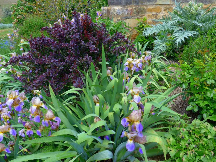 Bearded irises, purple berberis and globe artichokes (Cynara scolymus) in John Monty and Jude Reggett’s Rockley garden can be enjoyed through summer.
