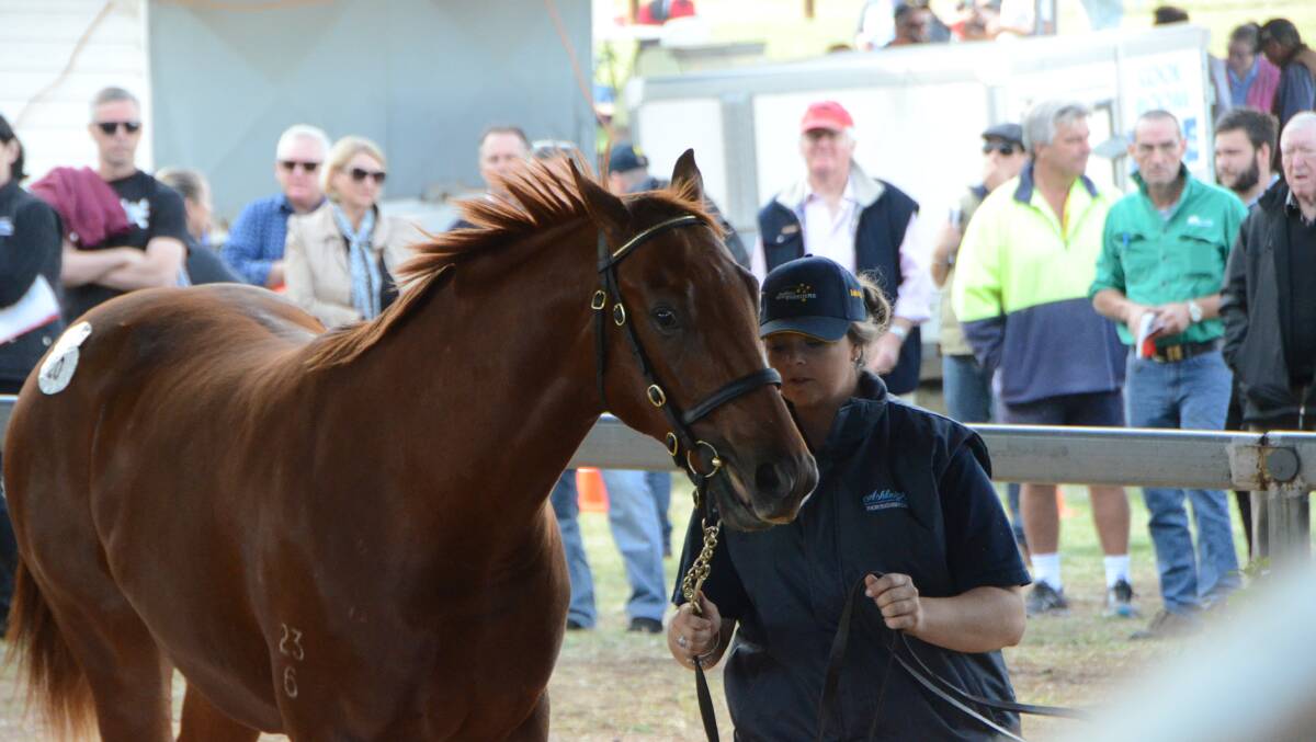 Anna Wilson of Southern Cross, Ashleigh Thoroughbreds, Scone, sold this filly by Wandjina from Galleries, for $110,000.