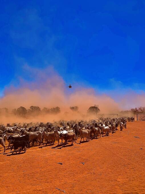 Goats being mustered by Jamie Henderson from Stock and Station aviation in far western NSW. Photo: Jacque Green