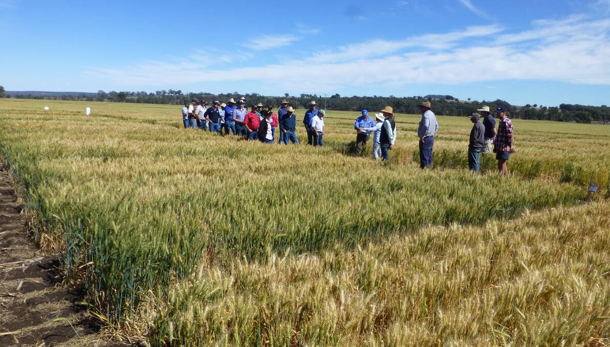 Farmers and agronomists attending one of the many field days conducted each year to independently assess merits of new crop varieties. 