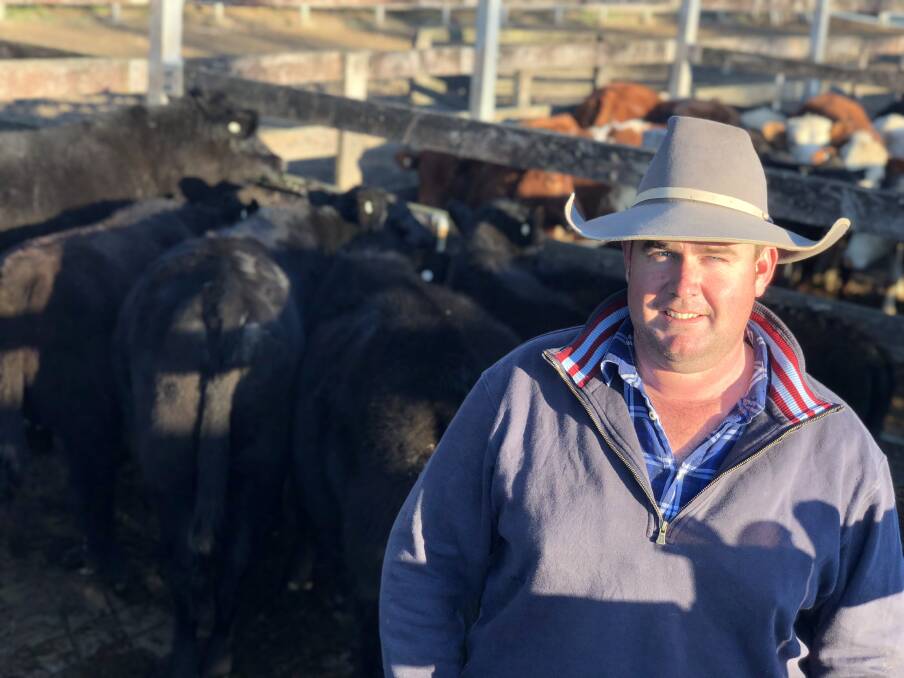 Kempsey Stock and Land agent Laurie Argue with Bruce Neils Angus steers that topped 526.20c/kg or $1289.19. Photo: Samantha Townsend