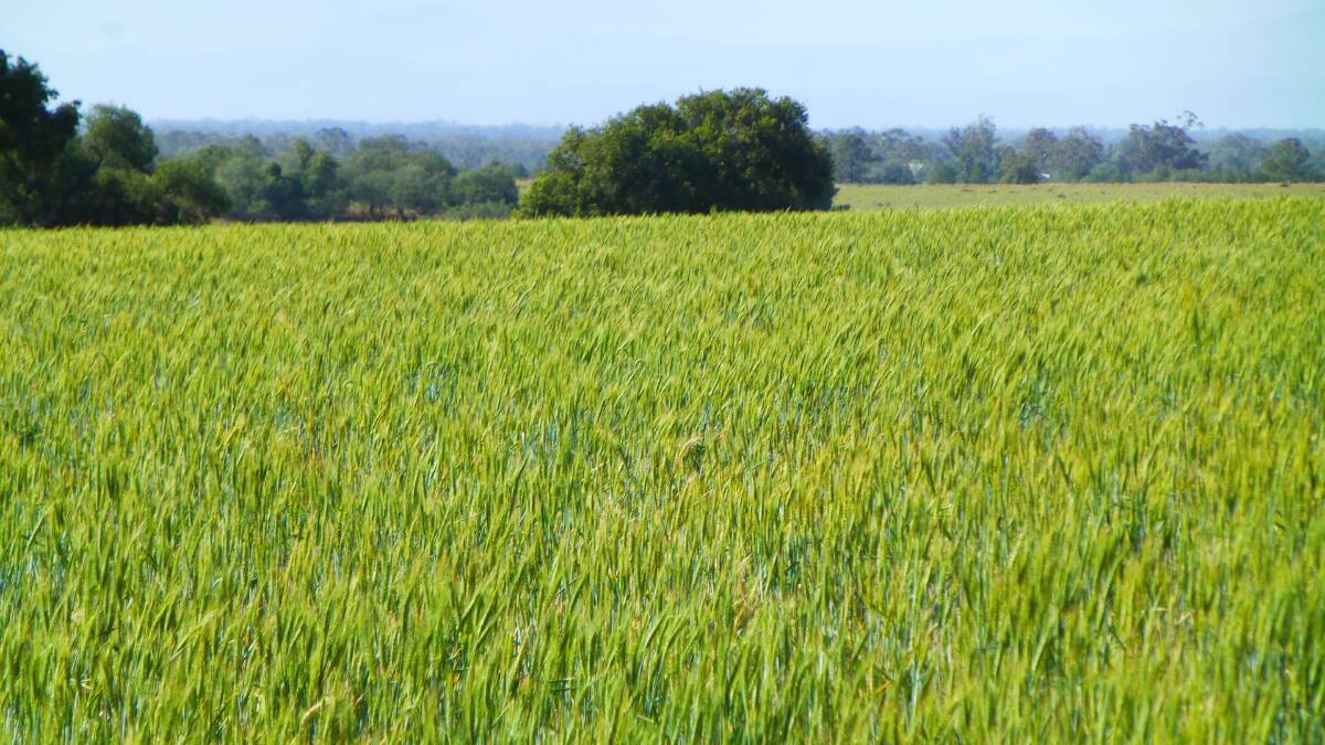 Dual purpose winter wheat variety Kittyhawk has come through one of the toughest autumn, winter and spring on record.