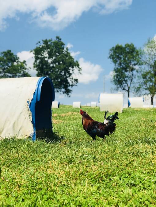 The game fowl have little homes on Ron Isaac's property in Bourbon County Kentucky. Photos: Samantha Townsend