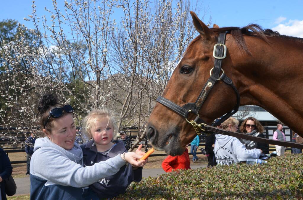Aubree Walters, 2, with her mum Nadine Glawson feeding carrots to Widden Stud’s leading Australian sire Sebring at the Widden Valley located property.