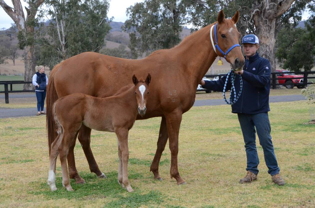 Tom Campbell with Relishing and her filly foal by Sooboog, a stallion who is standing his second season at Kitchwin Hills.