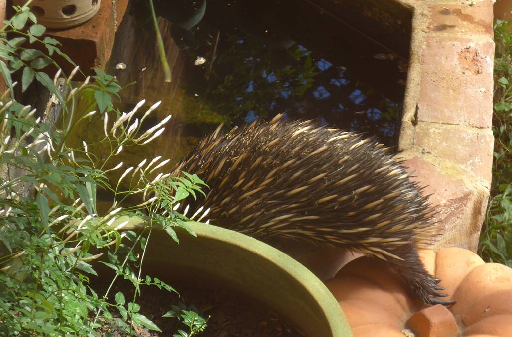 An adventurous echidna. Birds and animals need permanent access to water. Encourage them in the garden by providing containers at different heights. 
