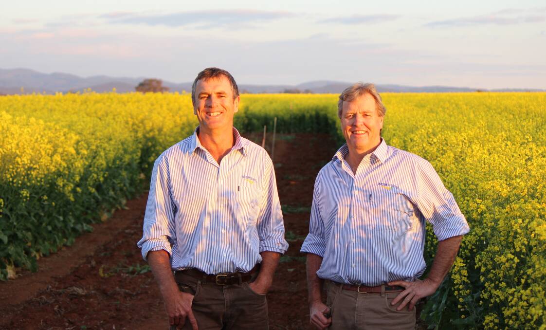 Pete and Bob Mac Smith are the faces behind auzure canola oil, which is pressed by MSM Milling at Manildra in the heart of the NSW canola growing region.