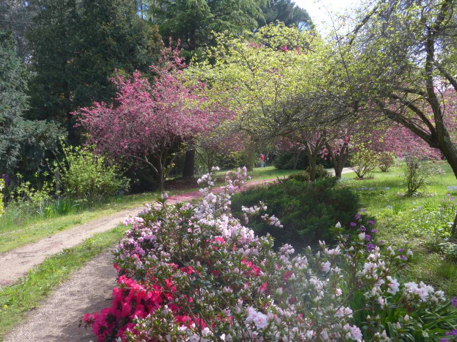 Flowering crab apple Malus eleyi, a low growing crimson rhododendron and pink azaleas line Gwen and Don Stafford’s driveway.
