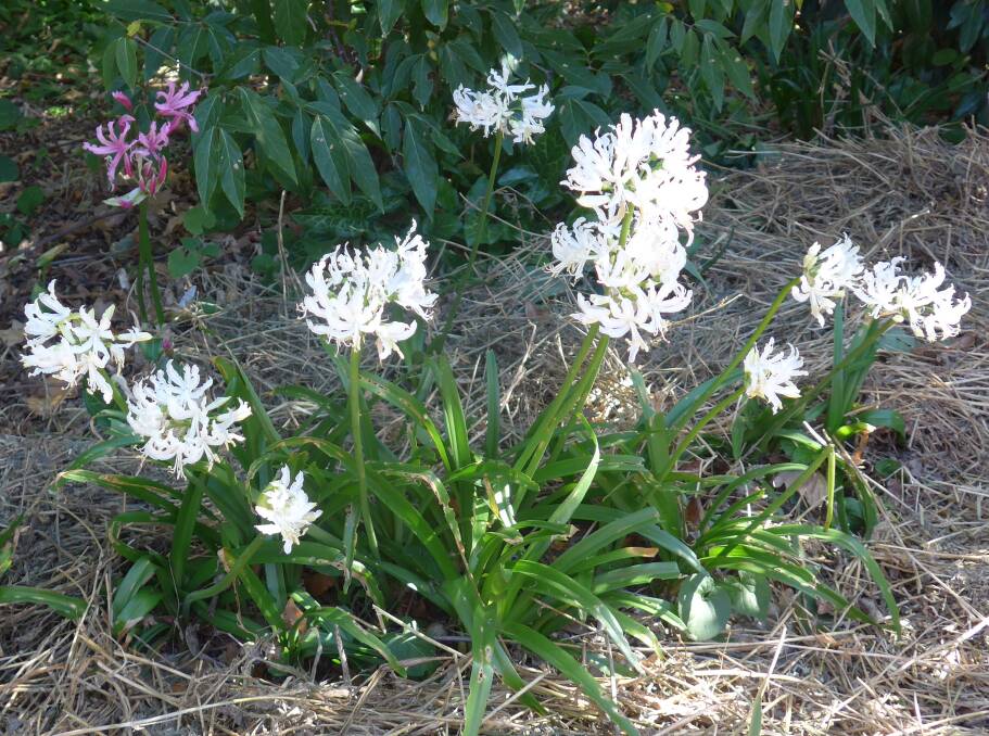 Nerine flexuosa ‘Alba’ flower best after a hot dry summer followed by autumn rain.


