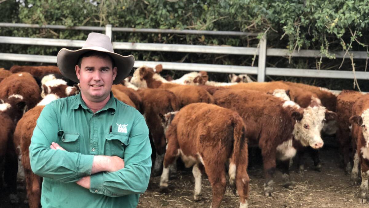 Laurie Argue from Kempsey Stock and Land with hereford weaners (195kg) sold by Robert and Barbara Fraser of Belmore River for 415c/kg. Photo Samantha Townsend