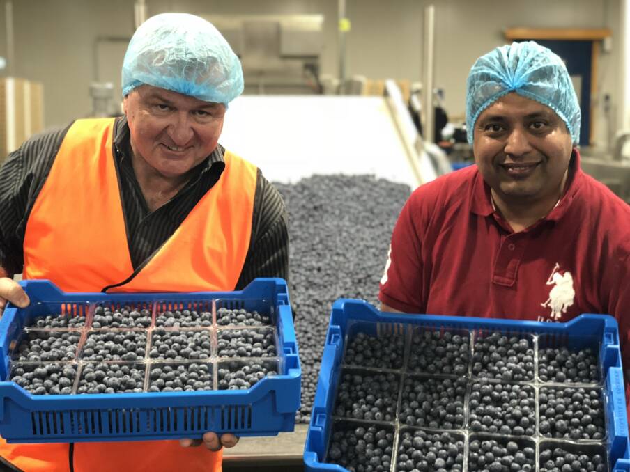 Brett Kelly and Manpreet Bedi from Oz Group Co-operative in Coffs Harbour, Australia's largest 100 per cent farmer-owned blueberry cooperative.
