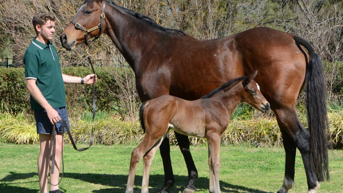 Zac Bryce with Noguchi and her filly foal by Va Pensiero at Riverdene Stud, near Wagga Wagga. Photos by Virginia Harvey.