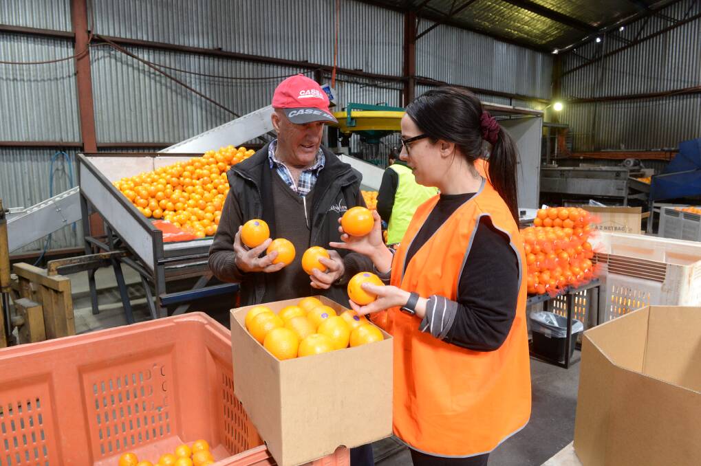 Domenic Restagno and Renae Restagno of Lakesview Citrus, Griffith, checking late navel variety oranges. Photo by Rachael Webb.