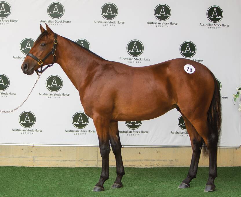 Topping the sale was "Davidsons Ace Man – HSH", an impressive Hazelwood Conman colt out of Davidsons Romance (by Warrenbri Romdeo – IS HSH) selling for $14,500.

