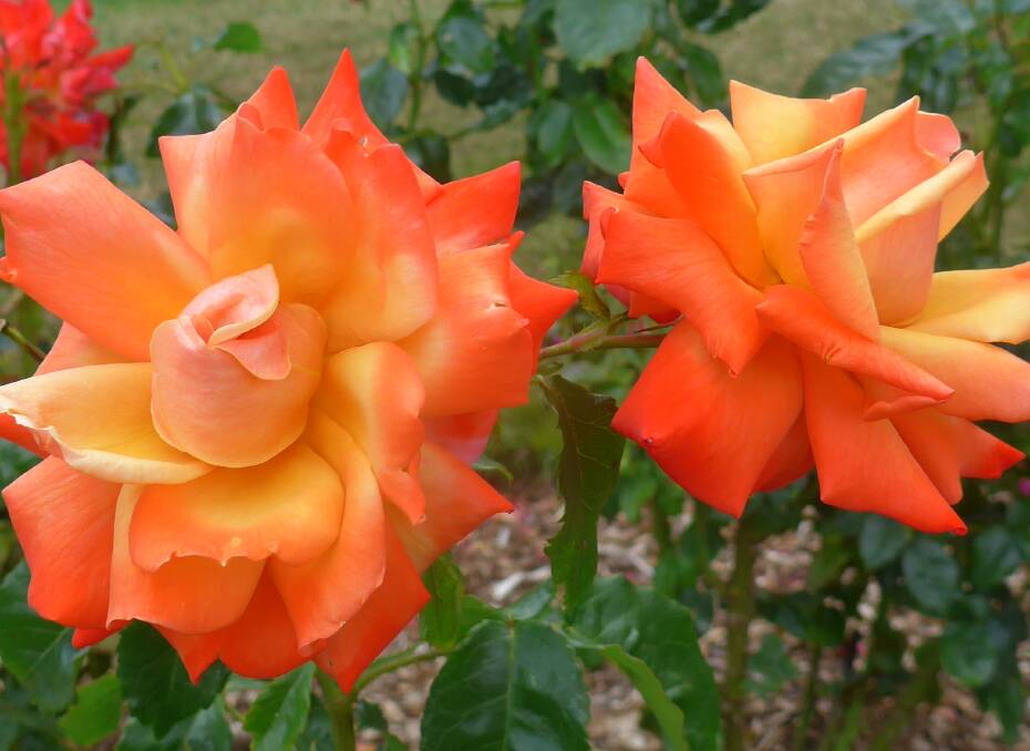 Medium-tall bush rose ‘Remember Me’ has flame coloured flowers and flourishes in full sun. Available from www.treloarroses.com.au/