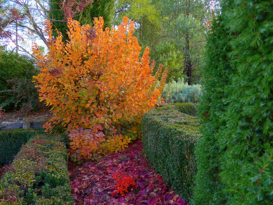 Autumn-colouring smoke bush (Cotinus coggygria) can be kept to a medium sized shrub if pruned during its winter dormancy.