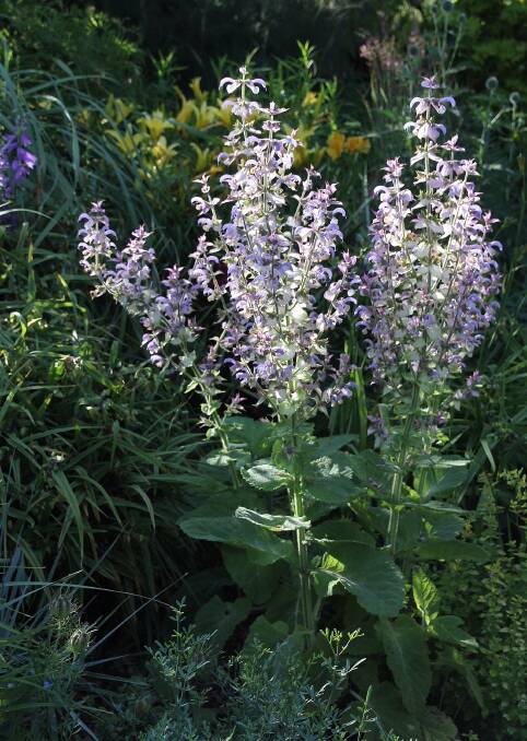 Ornamental sage, Salvia ‘Turkestanica’ has translucent, pink and white flowers in early summer and grows easily from seed. Fiona Ogilvie says they are tough, resilient and beautiful despite whatever the weather throws at us.

