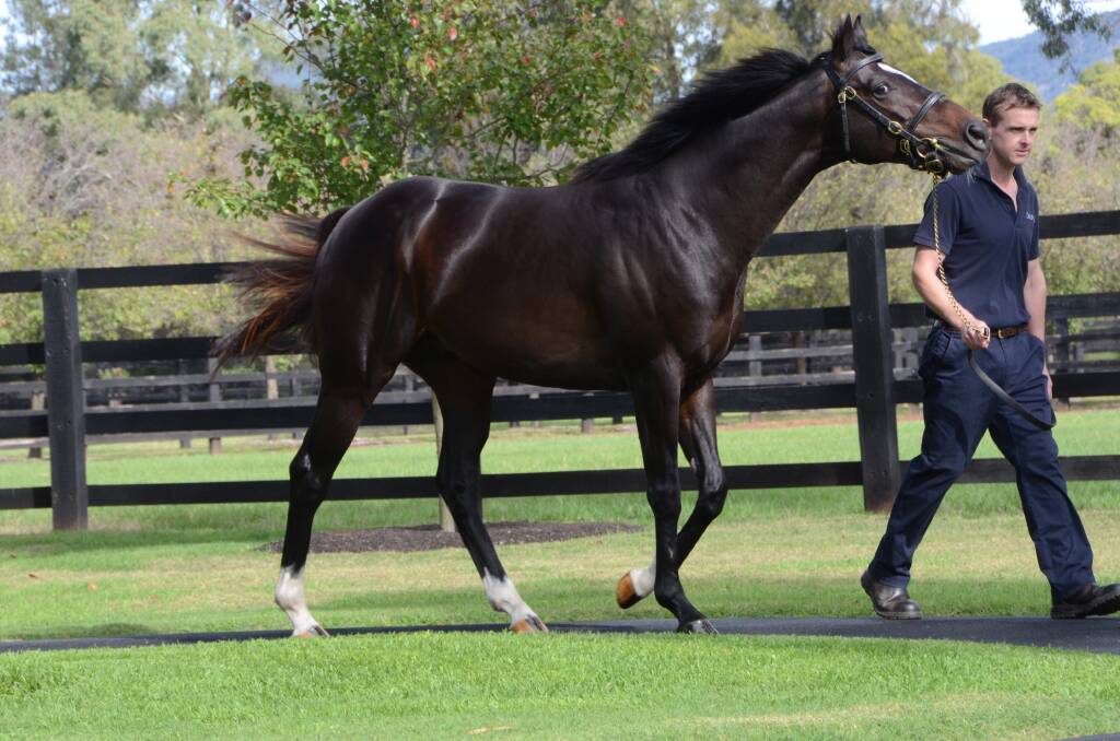 Irish foaled, but Australian Group One  winner Adelaide (on parade with Niall Hogan at Coolmore Stud, Jerrys Plains) will have his first crop yearlings for sale at the forth-coming Australasian sales. Photo by Virginia Harvey.
