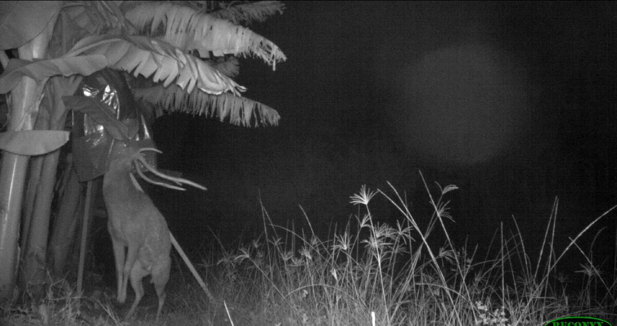 A deer captured on camera nibbling a bunch of bananas on Paul Shoker's Coffs Harbour plantation. Photo: Supplied by Paul Shoker
