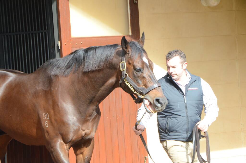 Redoute’s Choice (and handler Joe Hickey at Arrowfield Stud, Scone) may be 21 years old but has sired another Australian Group 1 winner. Photo by Virginia Harvey.
