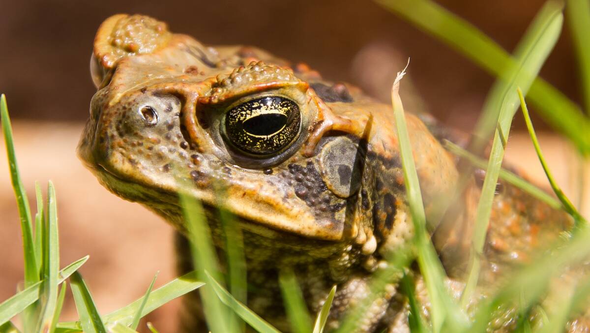 If you find a cane toad always wear protective gloves and eyewear when handling potential cane toads as they extrude (and sometimes squirt) poison from glands positioned behind the head. Photo by Department of Primary Industries.