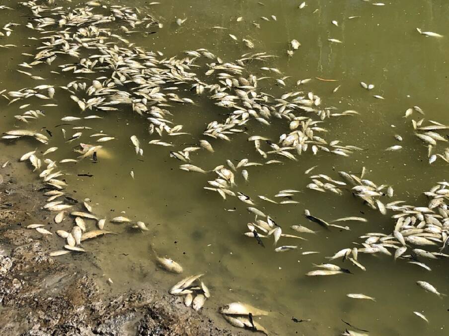 Hundreds of bony bream have been found dead in a weir pool upstream from Bourke. Photo by NSWDPI.