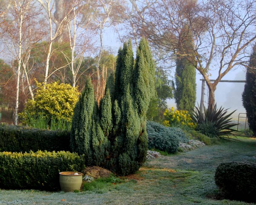 Time poor but want a flourishing garden then Irish Juniper (J. communis ‘Hibernica’) might be for you. It survives heat, drought, frost and snow with minimal care.
