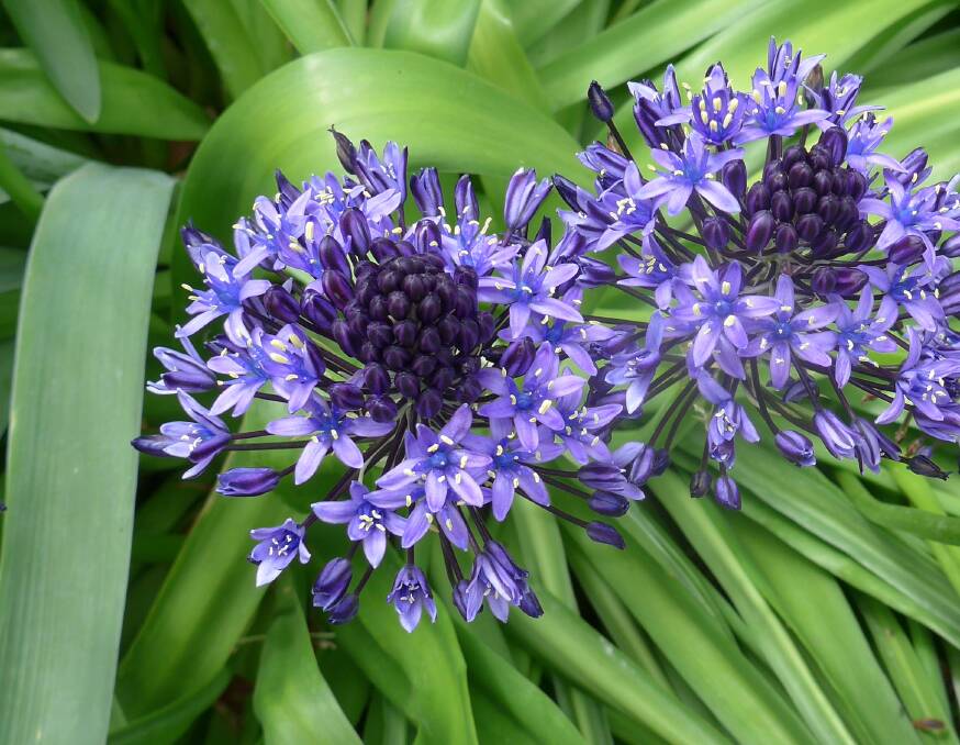 Scilla peruviana actually comes from Mediterranean regions, not Peru. Available in shades of blue, mauve and white, bulbs can be ordered now to flower next November. 
