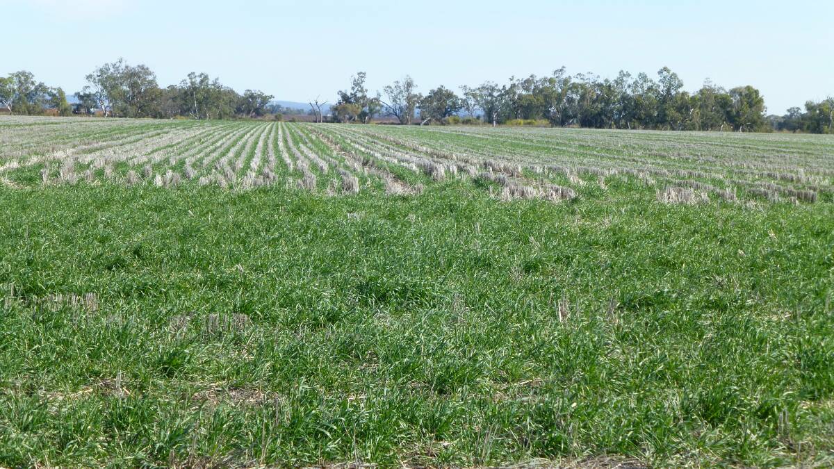 Zero till wheat crops can overcome possible problems like soil nitrogen tie-up by added fertiliser and carefully planned rotations.