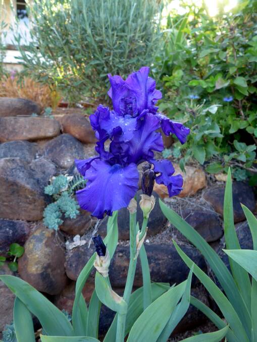 True blue, bearded iris ‘Admiralty House’ is available by mail order from Rainbow Ridge Nursery, $20 plus postage, www.rainbowridgenursery.com.au/  The 2018 catalogue is online now.