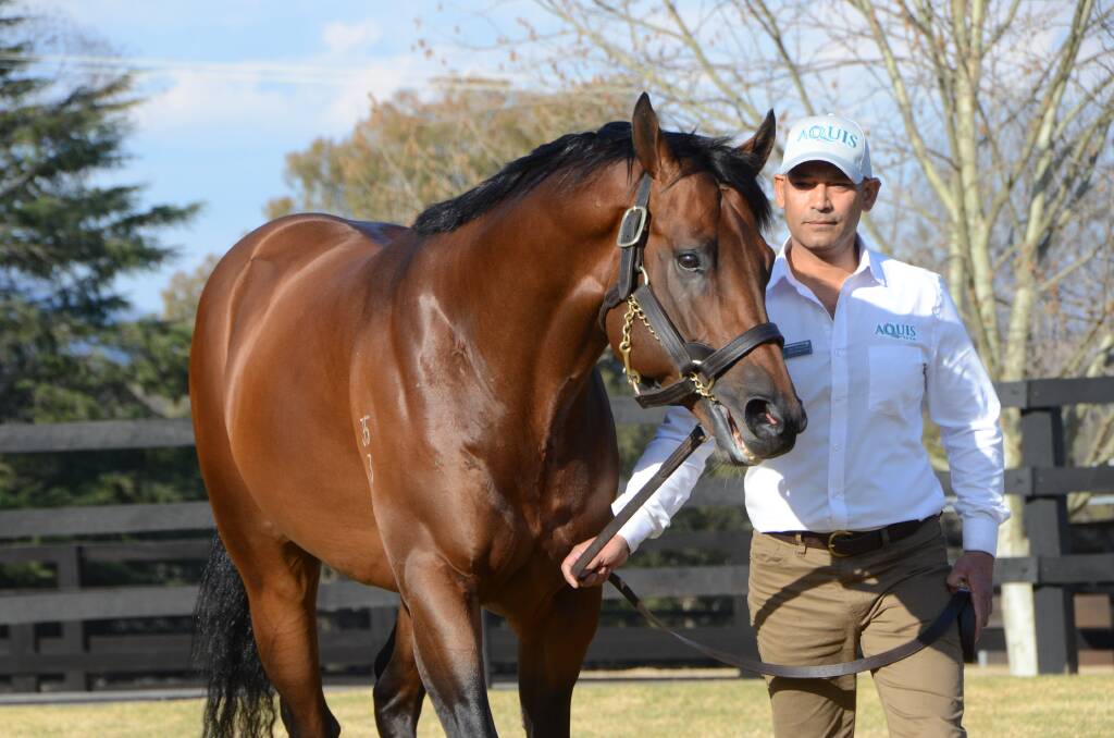 Standing his first northern hemisphere season earlier this year and set for his second at Aquis Farm handsome Divine Prophet with Ejaz Hussein at Murrurundi.