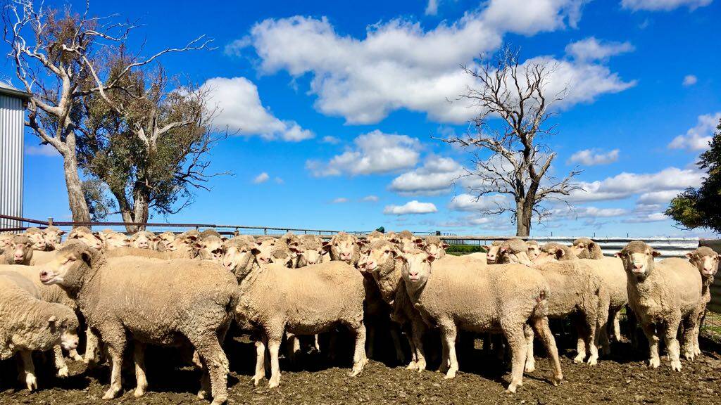 Some of the sheep that were stolen (photo was taken some months ago). Photo supplied by Lachlan Caldwell.