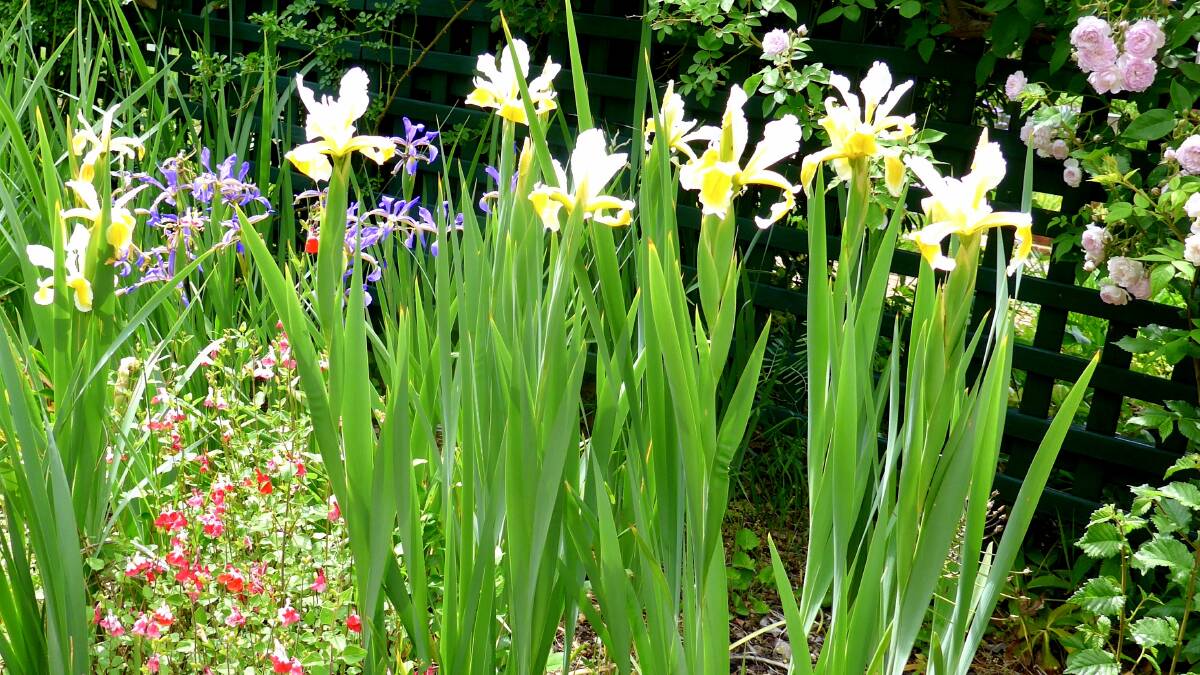 Tall, beardless Iris ochraleuca has yellow and white flowers in early summer.