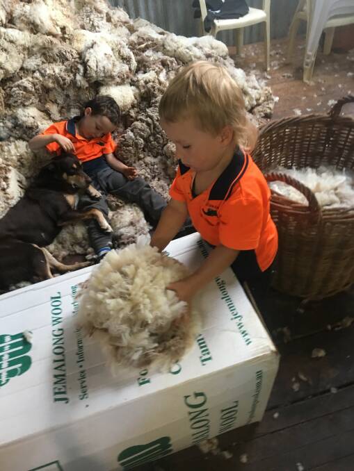 Brumby and Billy Johnston are pretty handy in the shearing sheds. They sweep up and try to thrown the wool clip. Photos by Craig Johnston and Tessa Nicholson.