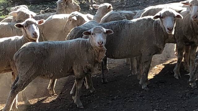 The Dohne Merino sheep that were recovered by Rural Crime Investigators at Tomingley. Photo by NSW Police.
